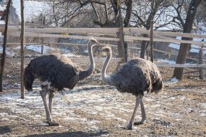 Pasărea preferată a primarului Creţu poate fi întâlnită în cel mai vitregit cartier al Bistriţei (FOTO)