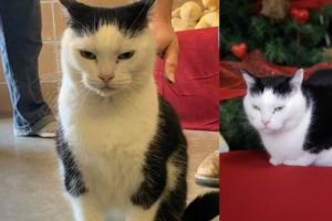 FOTO: Un adăpost pentru animale pune spre adopţie cea mai „afurisită” pisică din lume