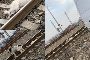 FOTO| Lecţie de devotament: Un căţel îşi păzeşte prietenul călcat de tren, în Alba Iulia. Apelul unei tinere pentru salvarea acestuia