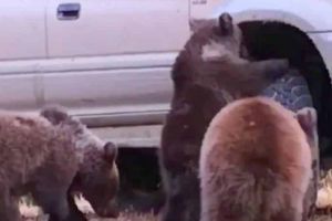 VIDEO viral: Trei ursuleţi filmaţi în timp ce se joacă cu roata unei maşini. Imaginile au cucerit internetul