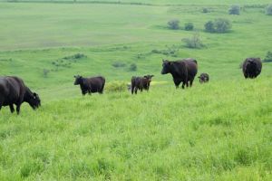 Subvenţii de aproape 9 milioane de lei pentru 10 ferme de vaci din România – Printre ele şi una din Sibiu