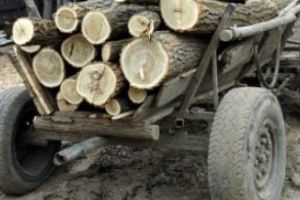 Mai multe persoane, prinse de jandarmi la furat de lemne pe raza localităţilor Blaj şi Aiud. Au fost sancţionate cu peste 10.000 lei