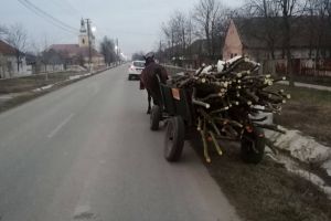 Bărbaţi prinşi la furat de lemn, cu căruţa. Au fost amendaţi de jandarmii timişoreni