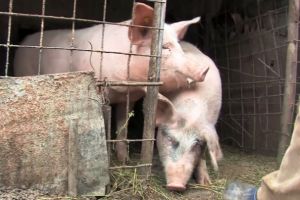 Amendă URIAȘĂ primită de un vrâncean care a transportat ilegal porci
