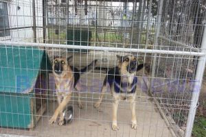 Trei tineri din Botoşani au fost reţinuţi după ce au furat opt câini. Prejudiciul: 5.000 de euro