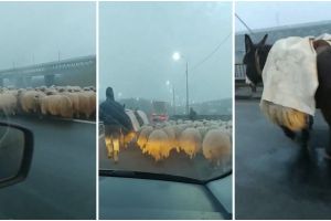 VIDEO. Oi pe o autostradă din România. Reacţia ciobanului: Nu-ţi place brânza?