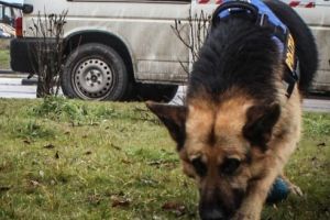 Mureş: Bărbat rătăcit, găsit după 5 ore de echipele de căutare