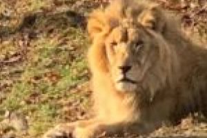 Medicii veterinari demontează ştirile false! Nimeni nu-şi bate joc de animalele grădinii zoologice din Reşiţa!