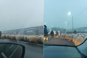 Autostrada A2, blocată de oi şi măgari. Ciobanul a primit amendă de peste 4.000 de lei (VIDEO)