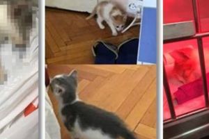 Tânărul care adopta pisici apoi le omora cu cruzime a fost trimis în judecată, la Timişoara