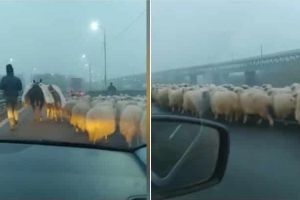 Autostrada… oilor? Un şofer a surprins o scenă INCREDIBILĂ cu o turmă de oi, care este condusă pe o bandă a Autostrăzii Soarelui. Reacţia ciobanului: „Da’ ce-are? Da’ tu ai voie?“