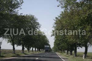 Atentie la copacii de pe marginea drumurilor!:  Primar si sef sectie Drumuri Nationale, acuzati de ucidere din culpa. Ce despagubiri s-au dat 