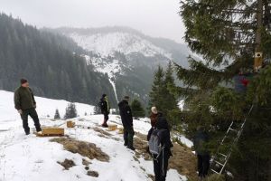 107 cuiburi artificiale pentru păsări amplasate în Parcul Naţional Cheile Bicazului – Hăşmaş