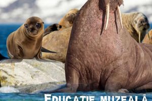 „Foci şi morse”, lecţie muzeală, astăzi, la Muzeul de Istorie