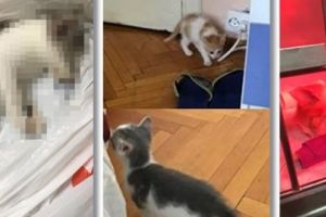 Inuman! Un tânăr adopta pisici pe Facebook, apoi le chinuia şi le omora