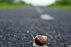 Pista de biciclete din Timişoara până la graniţa cu Serbia – în pericol să rămână a nimănui