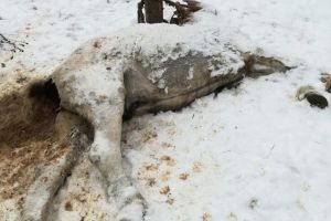 Încă un animal folosit ca momeală pentru sălbăticiuni pe fondul administrat de vânătorul Pavel Sângeorzan