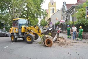Tăieri fără plantări: Primăria Oradea nu-şi respectă propriul regulament privind plantarea de noi arbori
