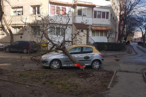 FOTO. Copac căzut peste un taxi într-un cartier din Satu Mare