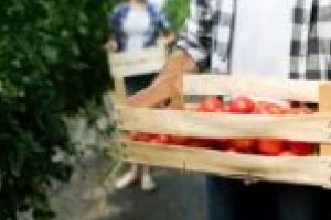 Un spital din vestul ţării are propria seră de legume bio prin care asigură hrana pacienţilor