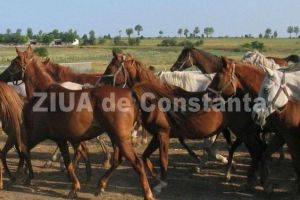 Tanarul din Tulcea care a taiat cu toporul trei cai a scapat de inchisoare