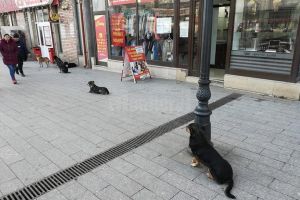 Municipiul Suceava alocă 200.000 de lei pentru campanii de sterilizare a câinilor fără stăpân