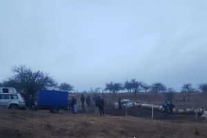 FOTO: Zeci de oi furate dintr-un saivan din Cârţişoara – Hoţii sunt din Argeş
