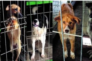 Topul Firmelor Mureşene. Bissdog, îngeri păzitori ai câinilor fără stăpân