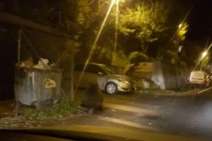 Urşii au venit iar la plimbare în Braşov