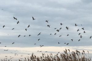 Administratia Rezervatiei Biosferei Delta Dunarii: Extinderea zonelor de cuibarit pentru pelicanii creti (galerie foto) 