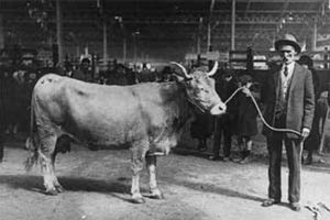 Zi de târg la Suceava