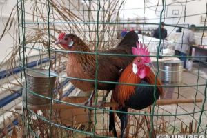 FOTO-VIDEO| O nouă ediţie a „Expoziţiei Columbofile” s-a deschis, astăzi, la Sebeş. Participă 100 de crescători, iar intrarea este liberă