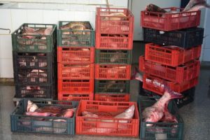 Peste 350 kg peste transportate fara documente legale, confiscate de politistii de frontiera tulceni (galerie foto) 