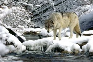 Luna Februarie sau ”Făurar” – „Luna lupilor”, geroasă, cu zăpezi şi viscole, când fierarii se pregătesc de primăvară, ascut plugurile şi fac potcoave noi pentru cai