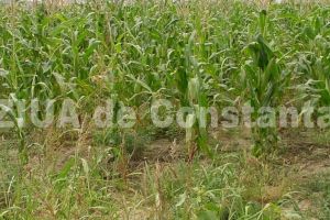 Trecerea frauduloasa a frontierei de stat si furt calificat:  12 constanteni, condamnati pentru furt de porumb din Bulgaria  