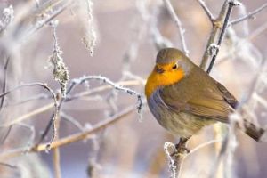 Cum va fi vremea în luna februarie 2020: Prognoza meteo a ANM pentru perioada următoare