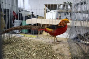 Iepuraşi, găini, porumbei de rasă şi păsări exotice, într-o expoziţie cu 1.500 de exemplare