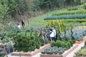 Topul Firmelor Mureşene. Lokpinus, furnizor de arbuşti şi arbori ornamentali