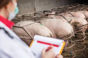 Pestă porcină la Bălăşeşti