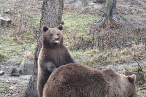 Ziua Ursului, mâine, la Zoo Braşov