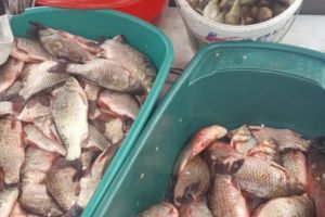 DOSAR PENAL LA TÂRGUL SĂPTĂMÂNAL