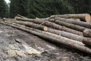 Lemn în valoare de peste 8.000 de lei, confiscat de la o familie din Cârlibaba