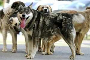 Peste 12.000 de maidanezi capturaţi la Piteşti!