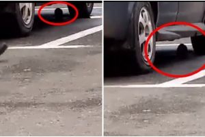 FOTO. ATENŢIE! Şobolanii se urcă în maşini, în parcarea unui hypermarket din Satu Mare!