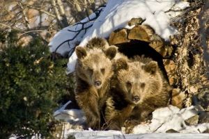 Tradiţii şi obiceiuri de Întâmpinarea Domnului: În 2 februarie, părinţii îşi ungeau copiii cu untură de urs să fie puternici şi sănătoşi