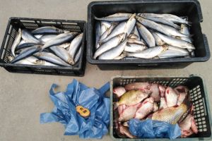 Judetul Constanta: Peste comercializat ilegal la un targ, identificat de jandarmii constanteni