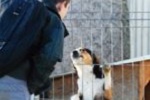 De pe stradă în casă! 129 de căţei, adoptaţi anul trecut de la adăpostul Free Amely