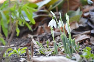 Primăvară timpurie: În grădinile şi pieţele din Oradea au apărut ghioceii (FOTO)
