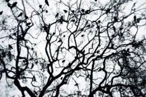 (VIDEO) PĂSĂRILE DE HITCHCOCK LA PITEȘTI