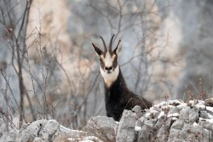 Imagini superbe surprinse în Banatul Montan, cu un grup de capre negre